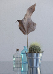 Dry leaf and cactus