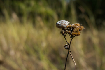 dried plant with a little white snail on the top