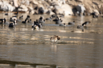 bird, sky, seagull, flying, flight, fly, blue, gull, nature, sea, wings, animal, birds, white, wildlife, wild, freedom, wing, beak, ocean, feather, soaring, seabird, air, pelican