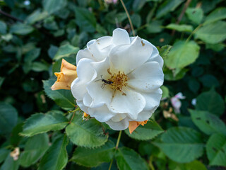 Blooming flower in a garden
