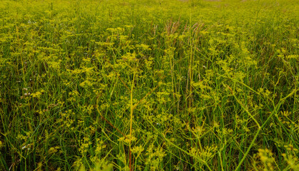 field with fragrant yellow fennel during hiking