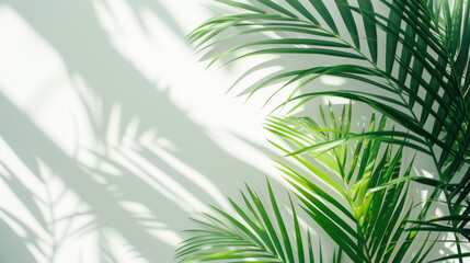 Top view of green tropical palm tree and shadow on white wall background, Minimal fashion summer holiday concept. Flat lay