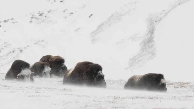 A group of musk oxen face wind and snow