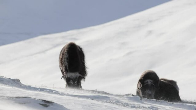 A young musk ox scratches the snow to find food.