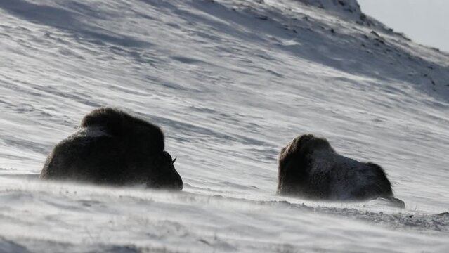 two musk oxen face wind and snow
