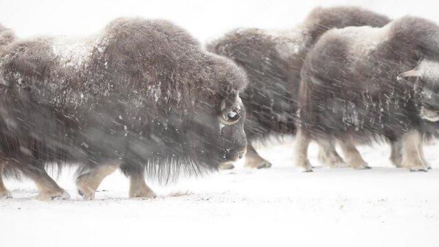 A group of musk oxen face winter and snow