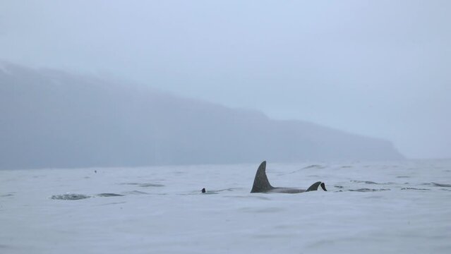 A pod of orcas swims in a Norwegian fjord
