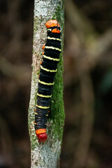 Beautiful red, black and yellow moth caterpillar on tree branch