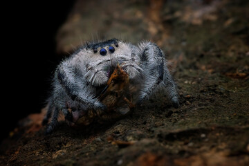 Jumping spider with black background