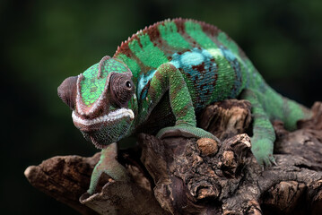 Female chameleon panther on a tree branch