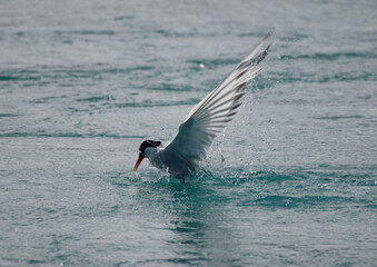 an Arctic Tern dives to catch small fish