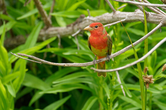 an immature summer Tanager perches on a branch