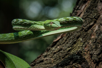Green vine snake (Ahaetulla nasuta) in the rain forest