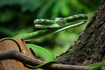 Green vine snake (Ahaetulla nasuta) in the rain forest