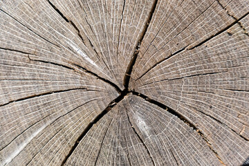 Fototapeta premium structure from a old torn tree trunk in a forest detail view