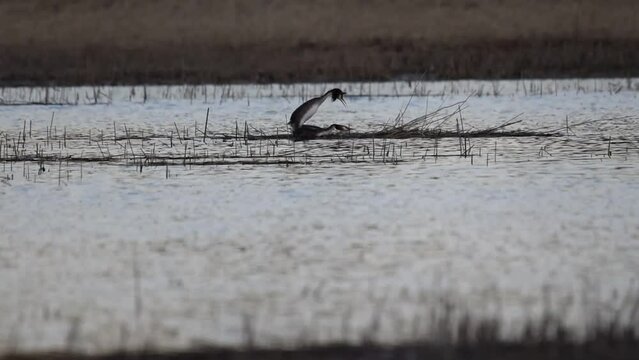 Great crested grebe mating a in the swamp