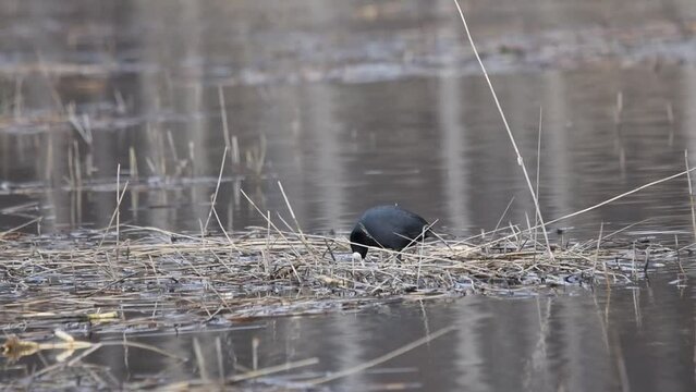 Common Eurasian coot builds a nest in a swamp of grass