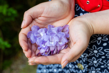 Woman holding purple flowers in her hands