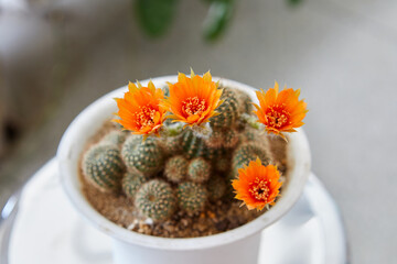 Close-up view of orange cactus  flower blooming in potted plant