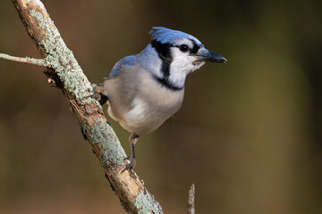 A Blue Jay Perched on a Branch
