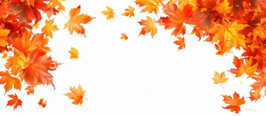 Maple leaf banner with autumn pattern on white background, brightly.