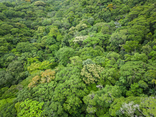 Beautiful aerial view to green rainforest canopy in Tijuca Park