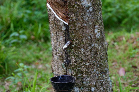 Milky latex extracted from rubber tree on field