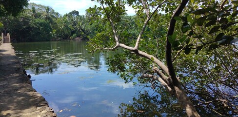 beautiful nature and river with a walking path and a bridge