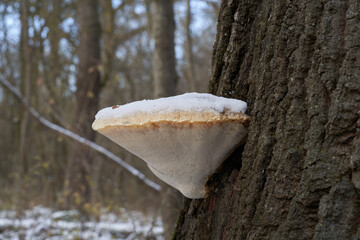 Inedible mushroom Irpiciporus litschaueri on the oak tree. Wild mushroom in floodplain forest.