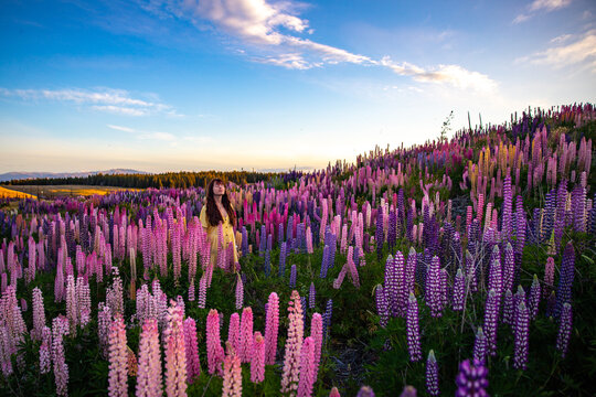 beautiful girl in yellow dress enjoying a walk in the field of lupins on sunset; colorful flowers of lupins blooming near lake pukaki, canterbury, new zealand