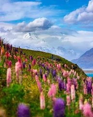 Cercles muraux Aoraki/Mount Cook hiker girl standing on the field of lupin flowers with mighty peak of mount cook in front of her  blooming colorful flowers near lake pukaki, canterbury, new zealand south island