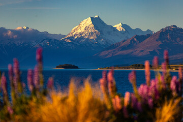 unique view of mount cook with lake pukaki and colorful lupin flowers at sunset - obrazy, fototapety, plakaty