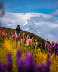 Crédence de cuisine en verre imprimé Aoraki/Mount Cook hiker girl standing on the field of lupin flowers with mighty peak of mount cook in front of her  blooming colorful flowers near lake pukaki, canterbury, new zealand south island