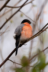 Male Bullfinch on a Branch