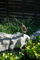 A Baby Black-Crowned Night Heron sleeping in the sun
