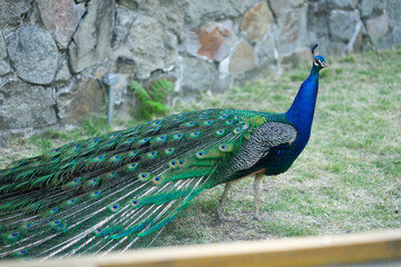 A blue peafowl spreading its tail with incredible colors.