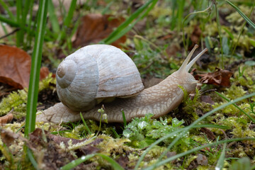 Snail in a Garden