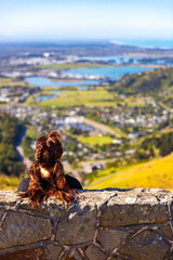 pretty girl sitting at the top of hill and watching the panorama of christchurch; hiking bridle path in christchurch