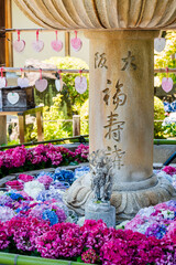 Uji, Kyoto, Japan. Colorful Hydrangeas in Mimurotoji Temple Garden. 