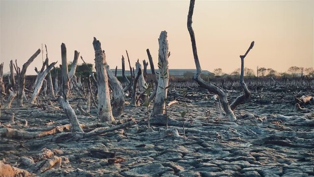 Destruction mangrove forest scenery, destruction mangrove forest is an ecosystem that has been severely degraded or eliminated such as habitat, and pollution, take care of the mangrove forest.