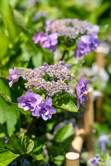 Hydrangea macrophylla flower full blooming in the garden.