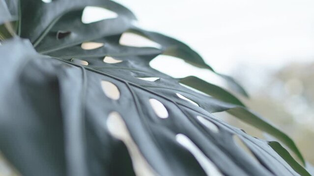 Monstera house plant leaf with holes blowing in the wind. Slow motion