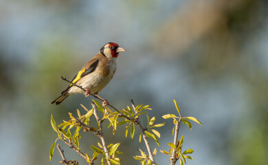 European Goldfinch in the branch	