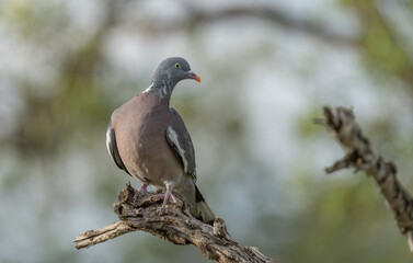 Common Wood Pigeon on the branch	