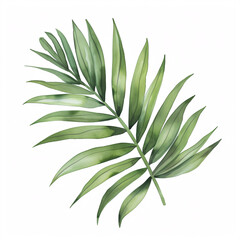  Palm  leave of the plants in watercolor style Handawn illustration