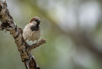 House sparrow on a branch, fluffy after the bath	