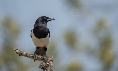The eurasian magpie in the tree	