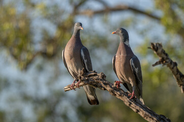 couple of Common Wood Pigeons on the branch	