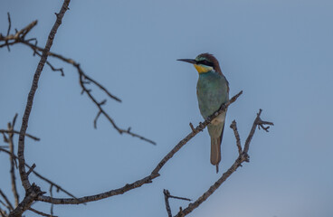 European Bee-eater on the branch	