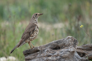 Mistle Thrush on the trunk